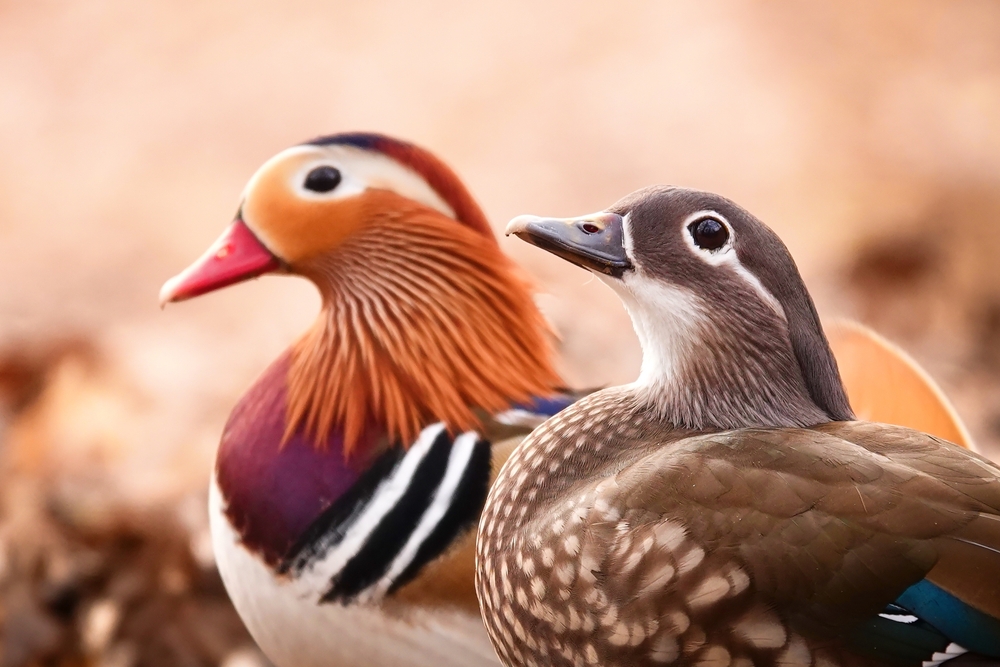 two ducks