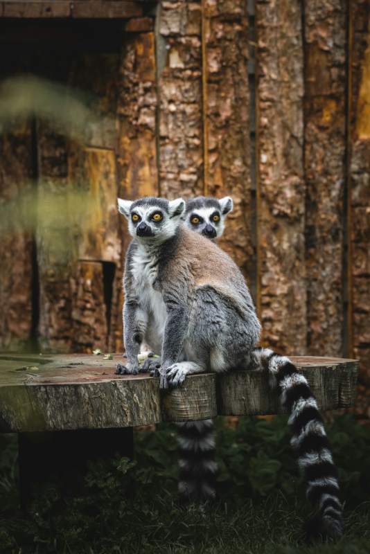 Lemurs taken with a Canon R5